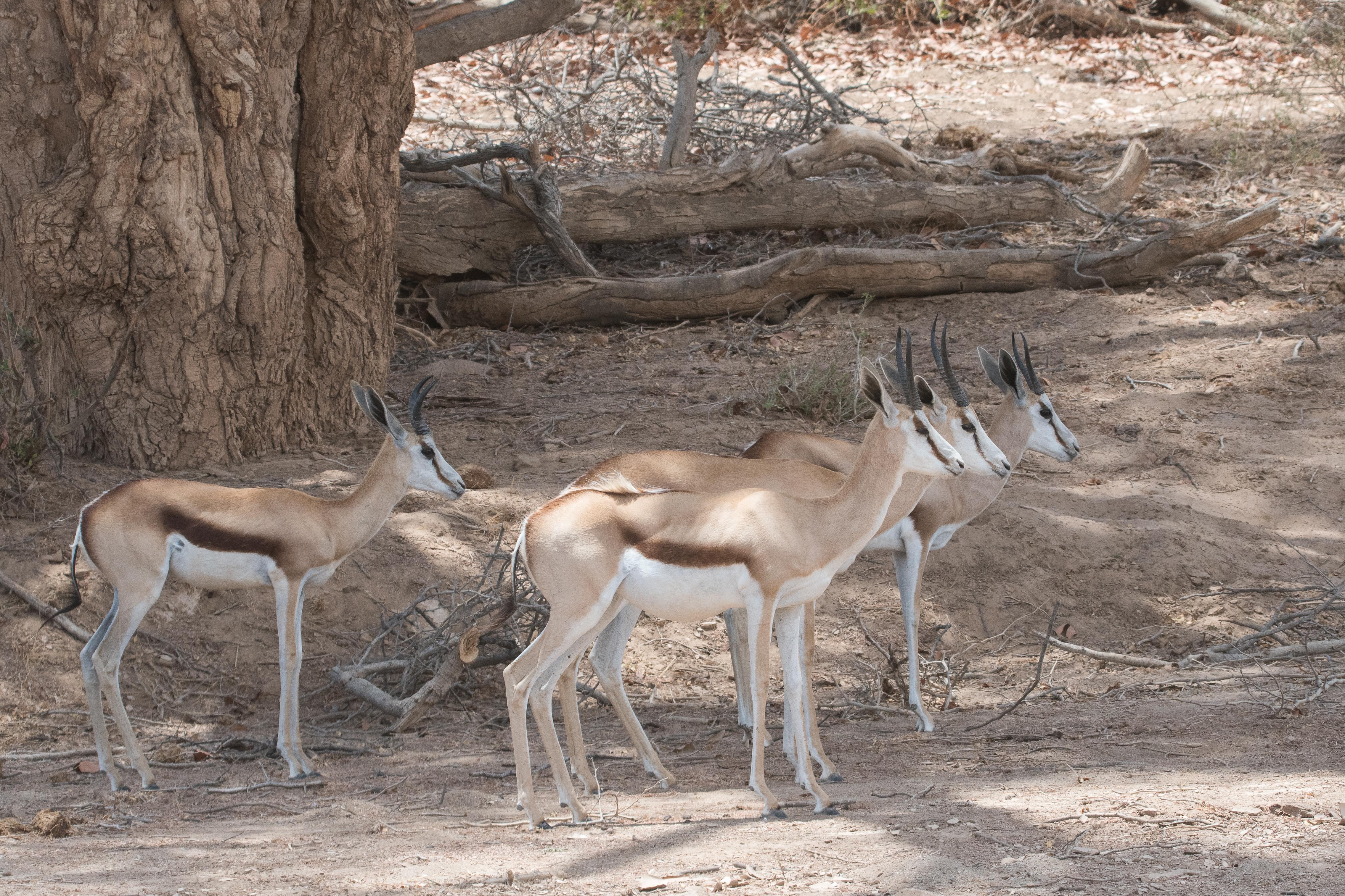 Springboks (Springbucks, Antidorcas marsupialis) se reposant à l'ombre en fin d'après-midi dans la Vallée de l'Hoanib, Kaokoland, Namibie.